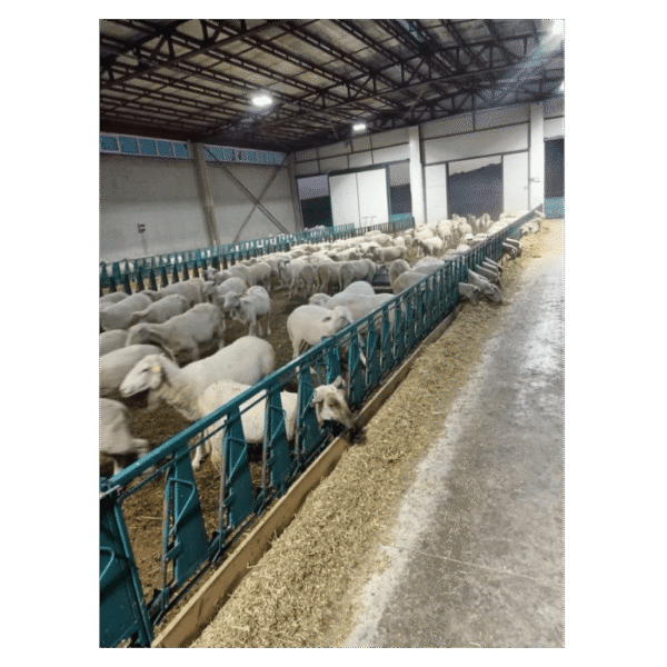 Jednorzędowy system blokady karmnika dla owiec