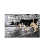 Mata gumowa dla bydła