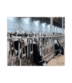 Stanowisko paszowe dla bydła - obrazek 2